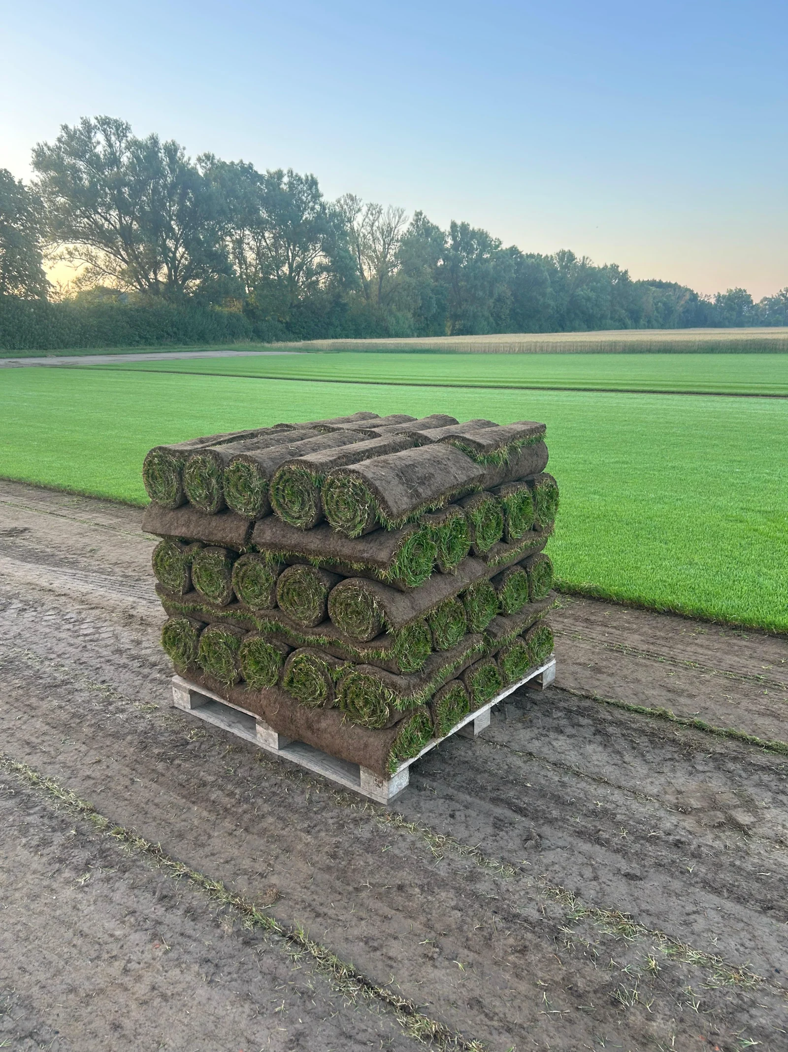 Palette mit frisch geschältem Hedderich Rollrasen auf dem Feld in Einhausen