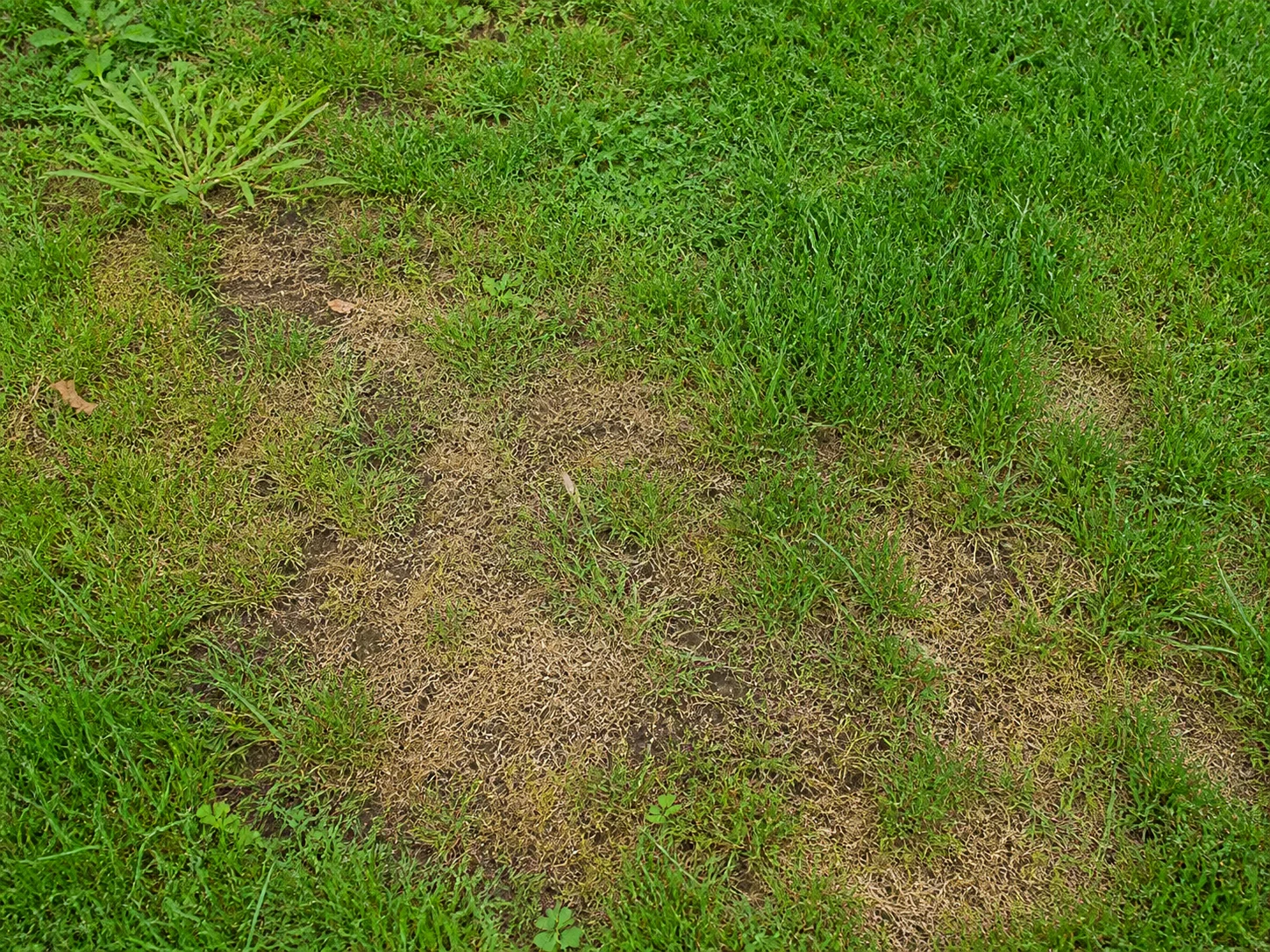 Braune Flecken im Rasen