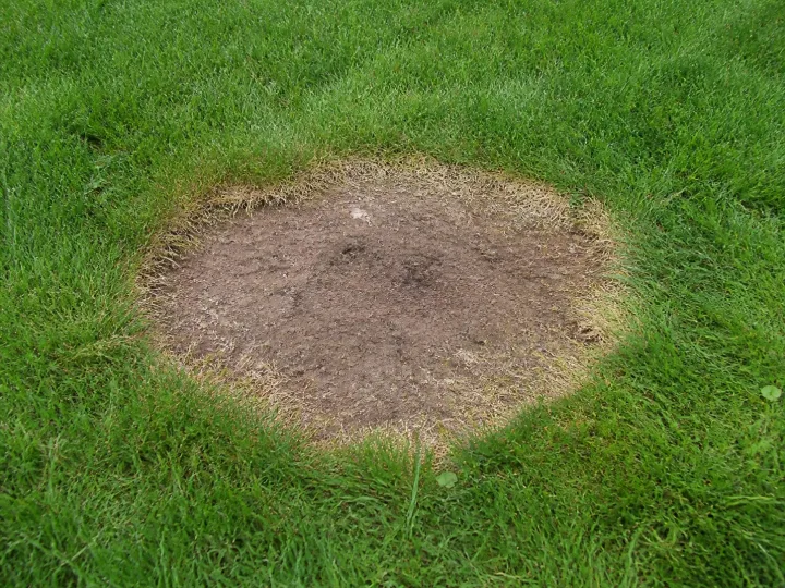 Kahle Stellen im Rasen