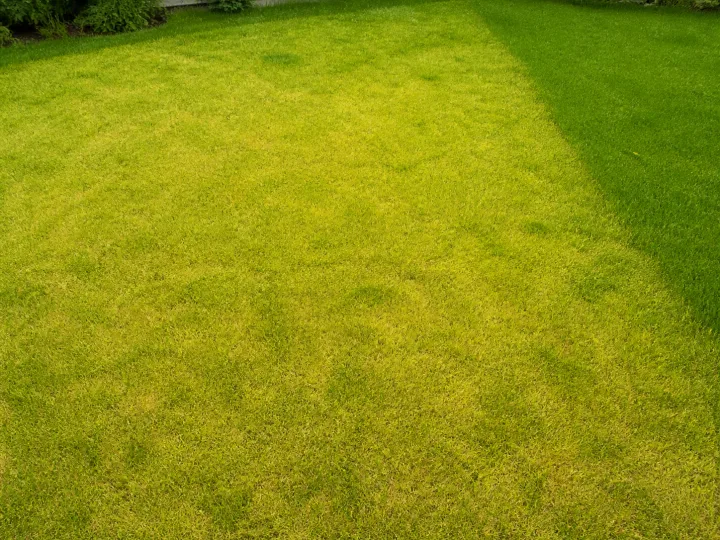 Großaufnahme blassgelber, aber noch lebender Grashalme im Rasen