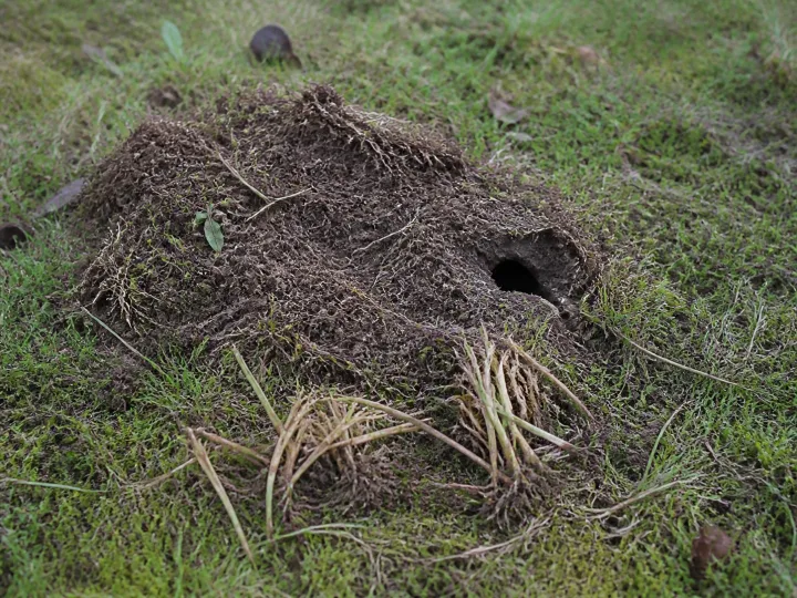 Rasenfläche mit flachen Wühlmaus-Erdhaufen, eingesackten Gängen und einer welken Pflanze mit abgenagter Wurzel