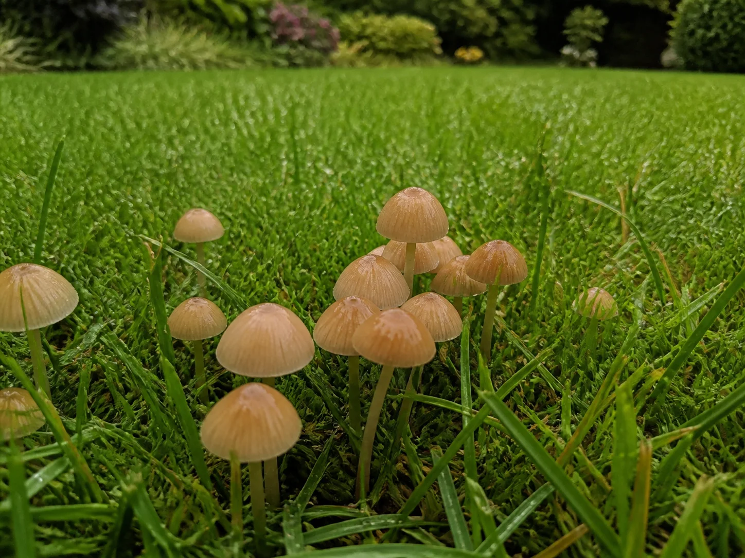 Hutpilze im Rasen