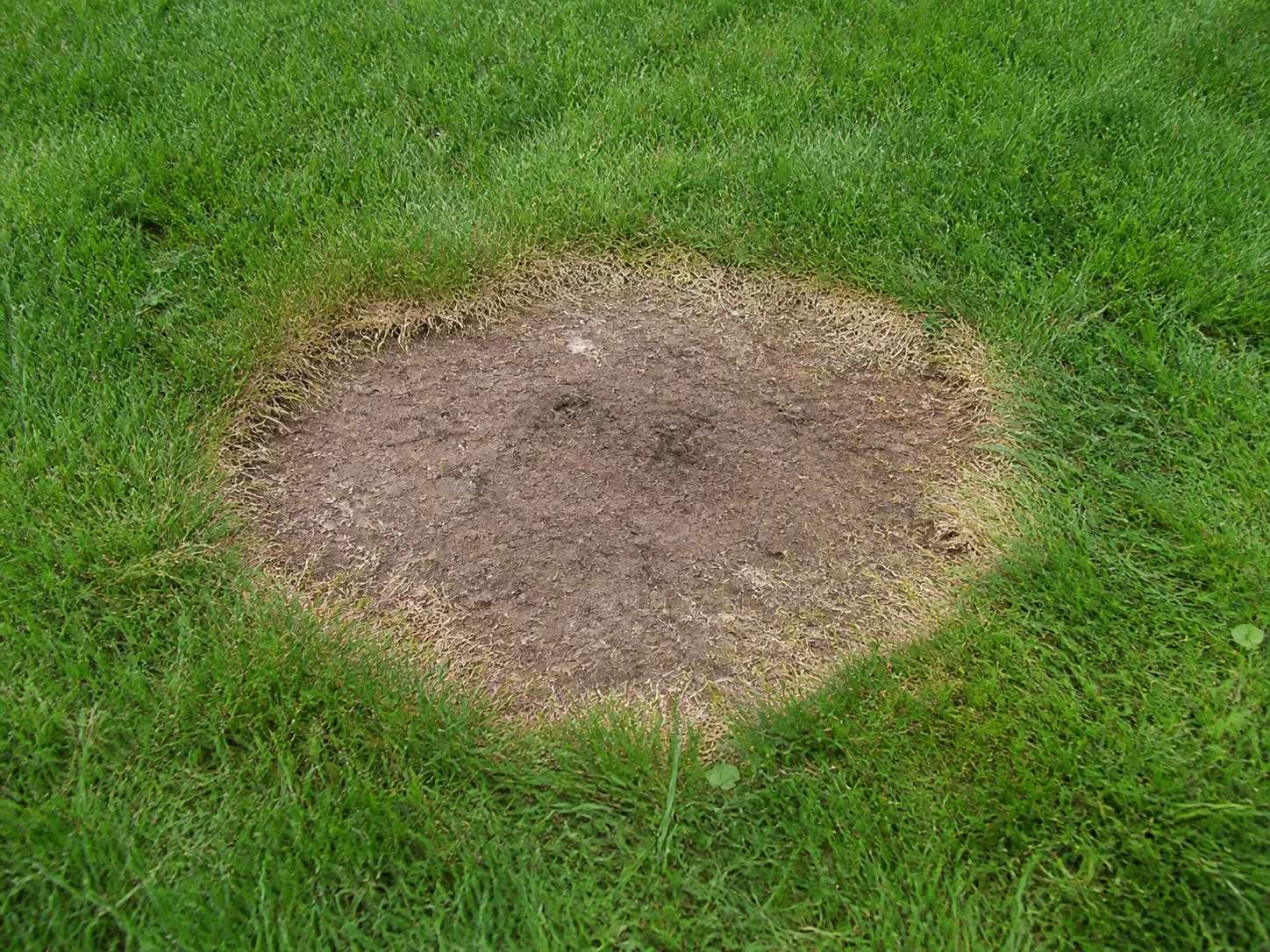 Kahle Stellen im Rasen